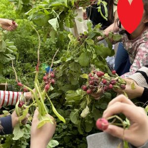 Die Zeit ist reif – Ernte  im Schulgarten